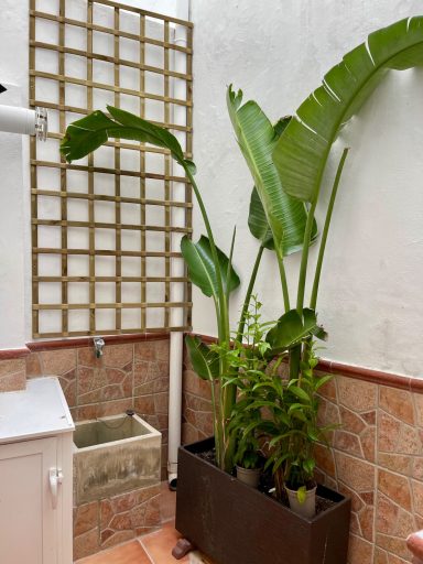Plantas verdes en macetas junto a una pared con enrejado de madera.